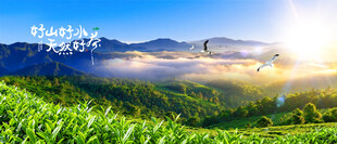 茶山