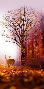 秋日树下小鹿风景玄关图