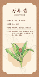 万年青中药科普图鉴手绘