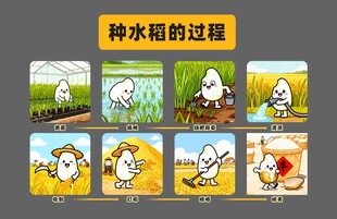 种水稻的过程卡通图解
